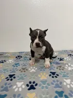 Bluey, a male American Bully for sale in Colorado Springs, CO – Photo 1 of 8