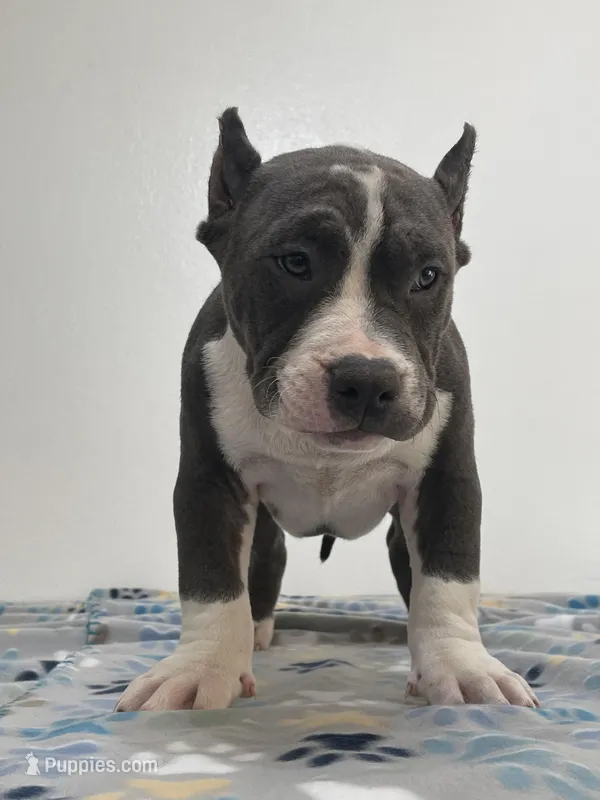 Bluey – American Bully puppy for sale in Colorado Springs, CO