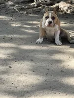 Grizzle , a male American Bully for sale in Colorado Springs, CO – 5 of 9