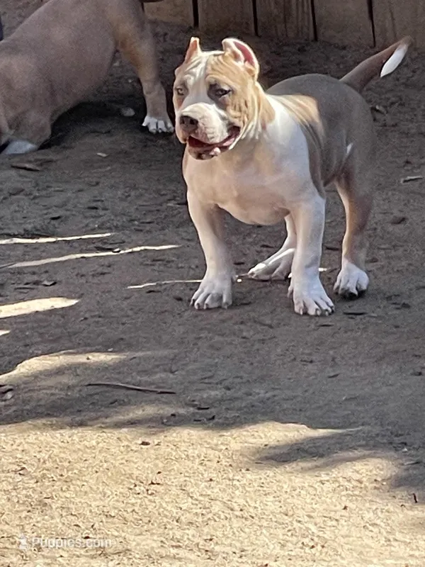 Bone – American Bully puppy for sale in Colorado Springs, CO