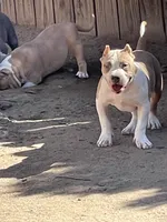 Bone, a male American Bully for sale in Colorado Springs, CO – Photo 3 of 7