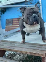 Bone, a male American Bully for sale in Colorado Springs, CO – Photo 2 of 7