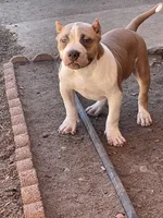 Bone, a male American Bully for sale in Colorado Springs, CO – Photo 6 of 7