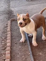 Bone, a male American Bully for sale in Colorado Springs, CO – Photo 7 of 7