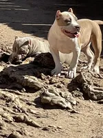 Bone, a male American Bully for sale in Colorado Springs, CO – Photo 4 of 7