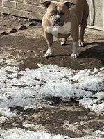 Bone, a male American Bully for sale in Colorado Springs, CO – Photo 5 of 7