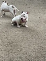 Zeus, a male American Bully for sale in Colorado Springs, CO – 10 of 10