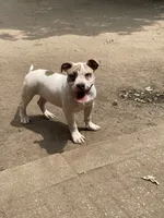 Bella, a female American Bully for sale in Colorado Springs, CO – 8 of 8