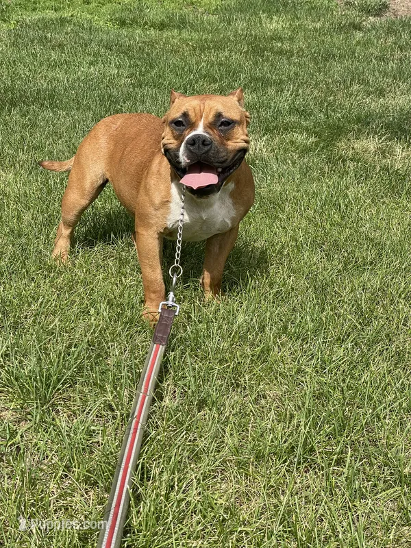 Mocha – American Bully puppy for sale in Colorado Springs, CO