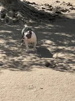 Love, a female American Bully for sale in Colorado Springs, CO – 7 of 9