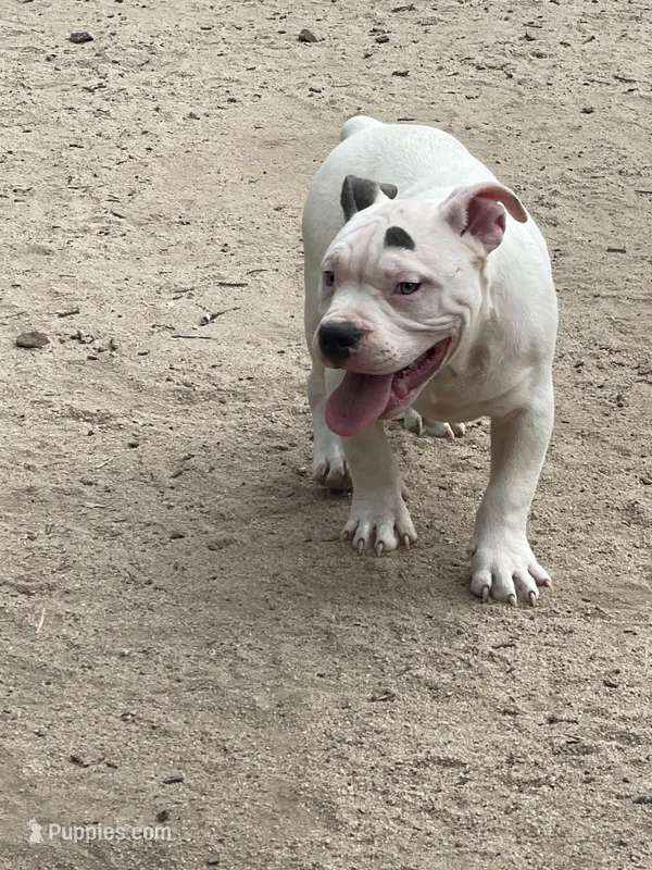 Zeus – American Bully puppy for sale in Colorado Springs, CO