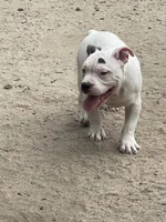 Zeus, a male American Bully for sale in Colorado Springs, CO – 1 of 10