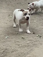 Bella, a female American Bully for sale in Colorado Springs, CO – 7 of 8