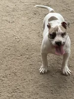 Bella, a female American Bully for sale in Colorado Springs, CO – 5 of 8
