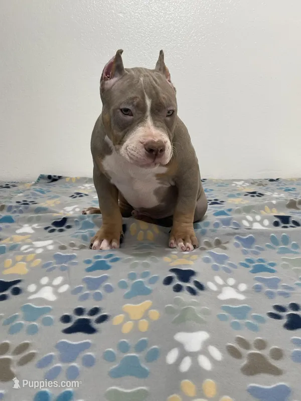 Pretty boi – American Bully puppy for sale in Colorado Springs, CO