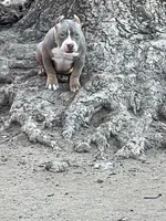 Pretty boi, a male American Bully for sale in Colorado Springs, CO – Photo 7 of 8