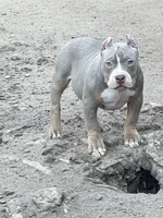 Pretty boi, a male American Bully for sale in Colorado Springs, CO – Photo 2 of 8