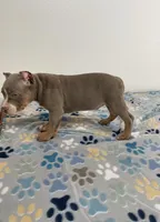 Pretty boi, a male American Bully for sale in Colorado Springs, CO – Photo 7 of 8