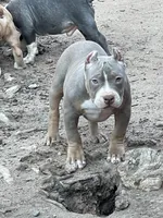Pretty boi, a male American Bully for sale in Colorado Springs, CO – Photo 6 of 8