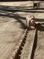 Pretty boi, a male American Bully for sale in Colorado Springs, CO – Photo 8 of 8