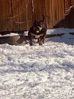 Pretty boi, a male American Bully for sale in Colorado Springs, CO – Photo 3 of 8