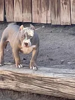 Pretty boi, a male American Bully for sale in Colorado Springs, CO – Photo 5 of 8