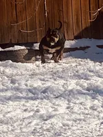Pretty boi, a male American Bully for sale in Colorado Springs, CO – Photo 4 of 8