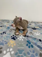 Pretty boi, a male American Bully for sale in Colorado Springs, CO – Photo 8 of 8