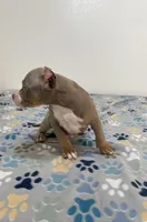 Pretty boi, a male American Bully for sale in Colorado Springs, CO – Photo 4 of 8