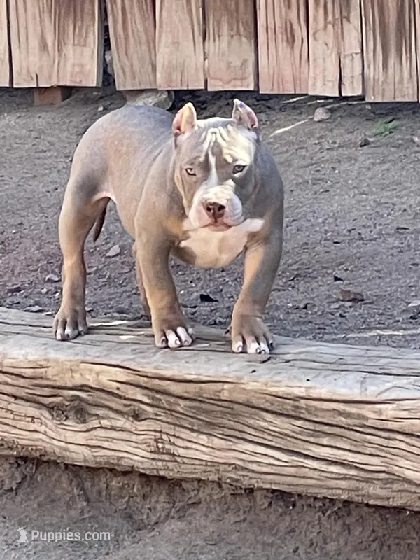 Pretty boi – American Bully puppy for sale in Colorado Springs, CO