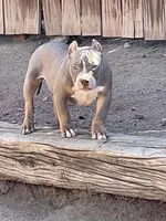 Pretty boi, a male American Bully for sale in Colorado Springs, CO – Photo 1 of 8