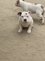 Zeus, a male American Bully for sale in Colorado Springs, CO – 5 of 10