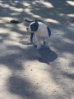 Love, a female American Bully for sale in Colorado Springs, CO – 5 of 9