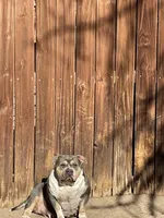 Zeus, a male American Bully for sale in Colorado Springs, CO – 9 of 10