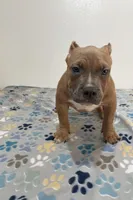 Teddy, a male American Bully for sale in Colorado Springs, CO – Photo 1 of 8