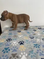 Teddy, a male American Bully for sale in Colorado Springs, CO – Photo 5 of 8