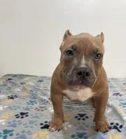 Teddy, a male American Bully for sale in Colorado Springs, CO – Photo 3 of 8