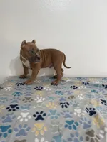 Teddy, a male American Bully for sale in Colorado Springs, CO – Photo 7 of 8