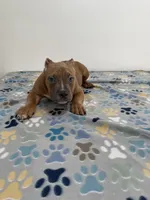 Teddy, a male American Bully for sale in Colorado Springs, CO – Photo 4 of 8