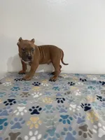 Teddy, a male American Bully for sale in Colorado Springs, CO – Photo 8 of 8