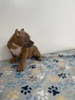 Teddy, a male American Bully for sale in Colorado Springs, CO – Photo 6 of 8