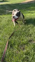 Love, a female American Bully for sale in Colorado Springs, CO – 7 of 10