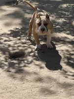 Grizzle , a male American Bully for sale in Colorado Springs, CO – 7 of 9