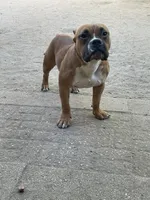 Mocha, a female American Bully for sale in Colorado Springs, CO – 6 of 10
