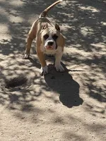 Grizzle , a male American Bully for sale in Colorado Springs, CO – 1 of 9