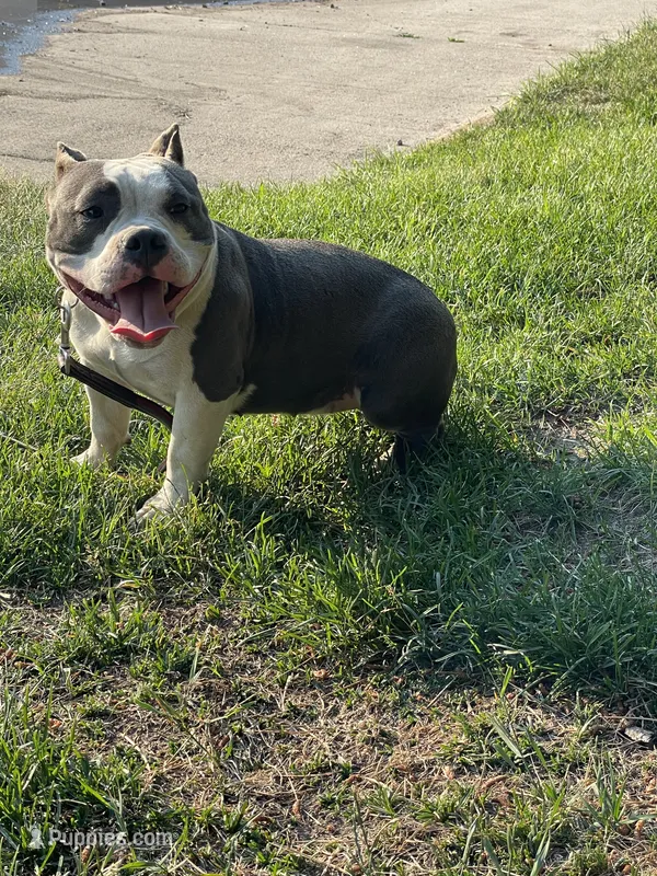 Love – American Bully puppy for sale in Colorado Springs, CO