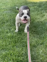 Love, a female American Bully for sale in Colorado Springs, CO – 10 of 10