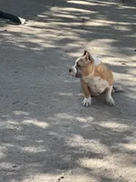 Grizzle , a male American Bully for sale in Colorado Springs, CO – 4 of 9
