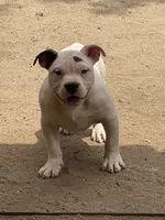 Zeus, a male American Bully for sale in Colorado Springs, CO – 4 of 10