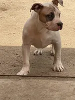 Bella, a female American Bully for sale in Colorado Springs, CO – 3 of 8